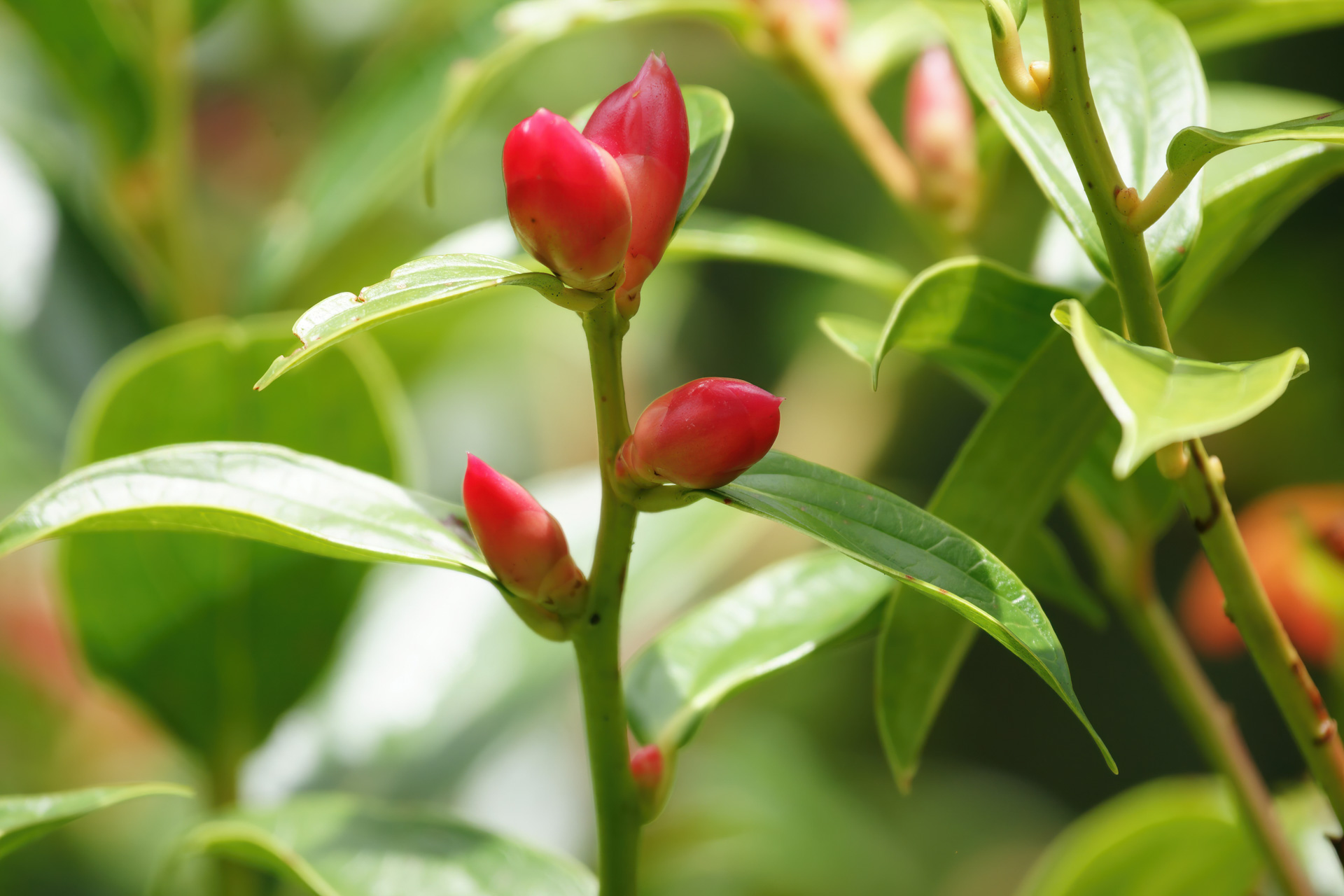 Wärme und hohe Luftfeuchtigkeit führen zu einer üppigen Flora